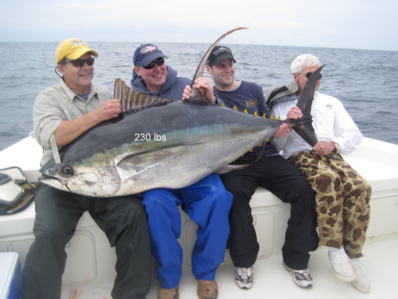 venice yellowfin tuna fishing